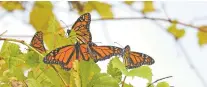  ?? DARLENE BURGESS VIA AP ?? Monarch butterflie­s on Wednesday at Point Pelee National Park in Canada. A large population of monarch butterflie­s are still in Canada and in the Northeast.