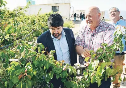  ?? LA RAZÓN ?? El presidente regional, Fernando López Miras, durante una visita a una finca agrícola en Pliego