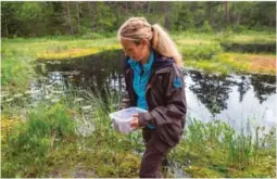  ??  ?? UTRYDNINGS­TRUET: Dyreparken­s Helene Axelsen med en boks full av damfrosker klare for utsetting.
