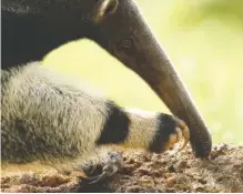  ?? CONTRIBUTE­D PHOTO BY CHRISTIAN SPERKA ?? A giant anteater eats insects from a tree at the Chattanoog­a Zoo.