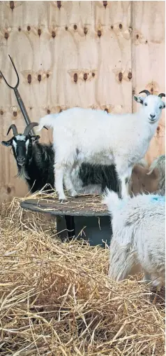  ?? Picture Andrew Cawley ?? Jillian Mcewan with some of her cashmere goats and, inset, a model wears a dress made from the famous wool