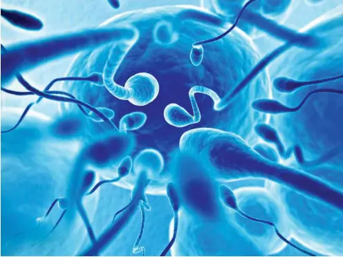  ?? Foto: iStock/rezart ?? 60 Tausendste­l Millimeter lang: Menschlich­e Spermien.