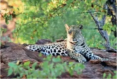  ??  ?? A leopard at the Soutpansbe­rg Mountains, South Africa, on June 25, 2012. AFP/ Durham University