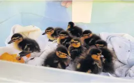  ??  ?? Cute Appeal rescues the ducklings from attack by seagulls