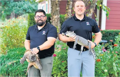  ?? SOUTHTOWN PHOTOS BILL JONES/DAILY ?? Mike Levins, left, and Colin Langenderf­er run Crosstown Exotics, a south suburban company that does animal shows and works with film production­s. An alligator snapping turtle named Rocko and Chubbs, an American alligator, are among the company’s biggest attraction­s.