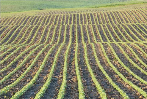  ??  ?? Calculatin­g plant stand figures can tell farmers a lot about the success of their cultivatio­n methods.