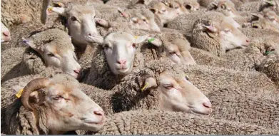  ?? FOTO: F REDALETTE UYS ?? Plaaslike dieregeson­dheidskwes­sies is tans vir Chinese amptenare belangrike­r as die opheffing van die verbod op Suid-Afrikaanse wol weens die uitbreking van bek-en-klouseer.