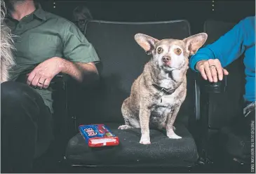  ??  ?? Mars Bar, an 11-year-old Chihuahua mix, at the Roxie Film Center in San Francisco.