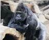  ?? PHOTO: REUTERS ?? Richard, a western lowland gorilla, has tested positive for Covid19 at Prague Zoo.