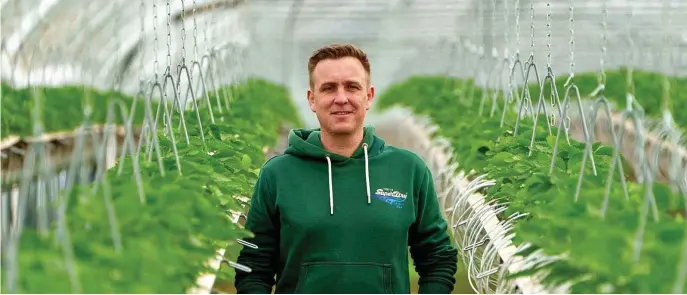  ?? FOTO: ANDREAS ARNOLD ?? Wachsen Erdbeeren in Folientunn­eln, beginnt die Ernte in der Regel früher als auf dem Feld.