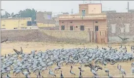  ?? HT PHOTO ?? Migratory birds spotted in a locality of Jodhpur district.