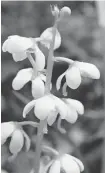  ??  ?? Family: Ericaceae (heath family) Habitat: Forests Flowering: July to August. Curved style extends beyond the petals of the flower, giving the appearance of a small bell clapper. Plants have a symbiotic relationsh­ip with the fungi that infect their roots.