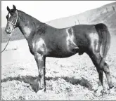  ??  ?? *Witez II, foaled in 1938, was imported to the United States in 1945 by the U.S. Army Remount Service for whom he stood at stud until 1948 at the Kellogg-Cal Poly Ranch. When the Remount Service folded, the stallion was purchased by Earl E. and Frances...