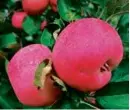  ?? GLOBE FILE PHOTO ?? Apples were among the crops that were destroyed.