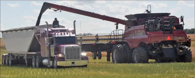  ??  ?? A combine empties it load into a semi truck during the harvesting of a canola crop for Rock Solid Refuge, Aug. 31.