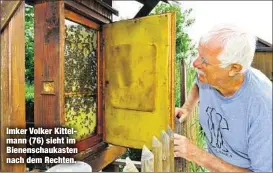  ??  ?? Imker Volker Kittelmann (76) sieht im Bienenscha­ukasten nach dem Rechten.
