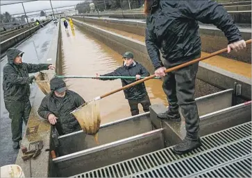  ?? Photograph­s by Marcus Yam Los Angeles Times ?? SALMON ARE RESCUED Friday at the Feather River Fish Hatchery. The facility “marshaled an army of volunteers and put our heads together with one goal in mind: saving the fish,” manager Anna Kastner said.