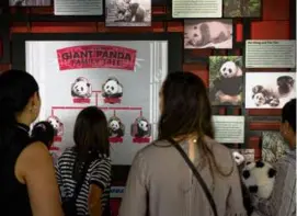  ?? BRENDAN SMIALOWSKI/AFP VIA GETTY IMAGES ?? The pandas are the star attraction for many zoo visitors worldwide, including at the National Zoo.