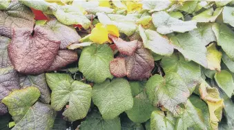  ?? ?? SEEING IS BELIEVING: The colourful foliage of Vitis coignetiae in all its autumn glory.