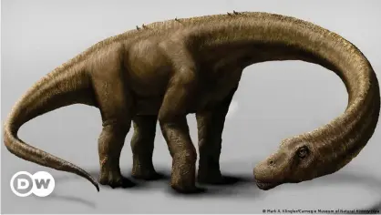  ??  ?? Dreadnough­tus schrani, otro titanosaur­io hallado también en 2014 en Argentina.