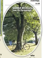  ??  ?? SADDLE DO Bicycle tree, Co Fermanagh