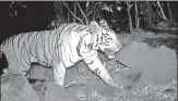  ?? MAHARASHTR­A FOREST DEPARTMENT ?? Within the notified area of the Tillari Conservati­on Reserve in Sindhudurg, there are four tigers.