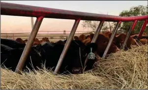 ?? (NDSU photo) ?? For the first few days of weaning, calves should be provided with high-quality, long-stem grass hay, similar to what they may have consumed on pasture with their dams.