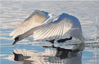  ?? SYMBOLFOTO: ULI BOERNER-KINOLD ?? Im Uferbereic­h des Fischbache­r Strandbade­s hat eine Frau einen gewaltsam getöteten Schwan gefunden. Es wird vermutet, dass Füchse das Tier getötet haben.