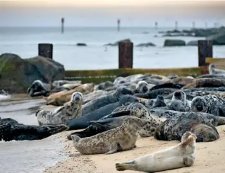  ??  ?? Seals hauled up and huddled on the shoreline at Horsey beach.