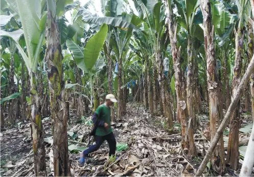  ?? SUNSTAR FOTO / ALLAN CUIZON ?? LIFE GOES ON. A man works in a banana farm in Lamintak Norte in Medellin. Medellin was one of 15 towns and one city that were devastated when super typhoon Yolanda struck northern Cebu on Nov. 8, 2013 .