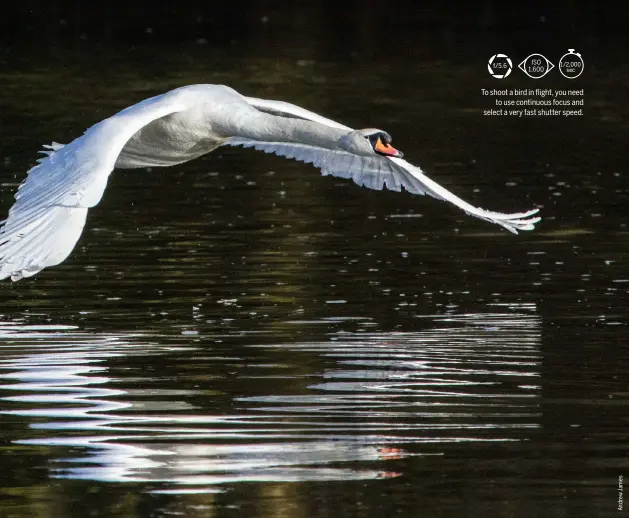  ??  ?? To shoot a bird in flight, you need to use continuous focus and select a very fast shutter speed.