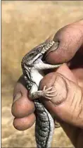  ?? JON HAMMOND / FOR TEHACHAPI NEWS ?? I ran across this alligator lizard while running a string mower, and I picked it up to move it to safety. It repaid the favor as alligator lizards typically do: by biting. They also have the charming defense strategy of smearing the contents of their cloaca on you, though this one happily did not.