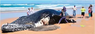  ?? Photos: Tersia Marais ?? Residents have a close look while Oceans Research personnel take measuremen­ts and samples.