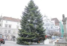  ??  ?? Die Mühen haben sich für den diesjährig­en Weihnachts­baum gelohnt.