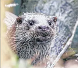  ??  ?? Neil Brailsford snapped this otter on the River Kennet