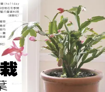  ??  ?? 蟹爪蘭(holiday cactus)較容易在冬季開花。圖為蟹爪蘭資料照片。 (美聯社) 多肉植物是一種不需多­加照料的室內盆栽植物。圖為多肉植物資料照片。
(美聯社)