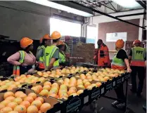  ?? ?? Assortment of oranges enroute for the export market