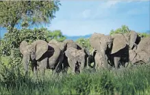  ??  ?? A herd of elephants forms a protective circle against a perceived threat, just after one was shot with a tranquilli­zer dart during an operation to attach GPS tracking collars.