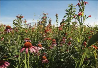  ?? PHOTOS BY ISA POWELL / STAFF ?? The Huffman Prairie State Natural Landmark is in full bloom. At 112 acres it is one of the largest prairie remnants in Ohio. The prairie is cared for by Five Rivers MetroParks and Wright-Patterson Air Force Base. It is located adjacent to the field where the Wright brothers tested their planes.