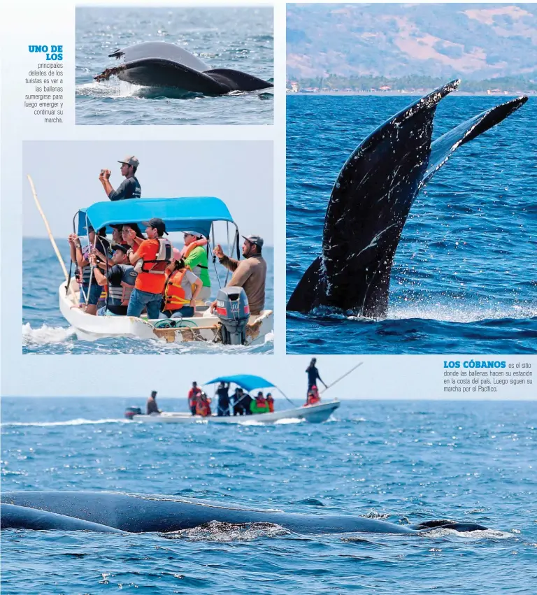  ??  ?? UNO DE LOS principale­s deleites de los turistas es ver a las ballenas sumergirse para luego emerger y continuar su marcha.LOS CÓBANOS es el sitio donde las ballenas hacen su estación en la costa del país. Luego siguen su marcha por el Pacífico.