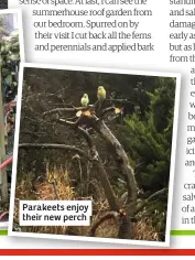  ??  ?? Parakeets enjoy their new perch