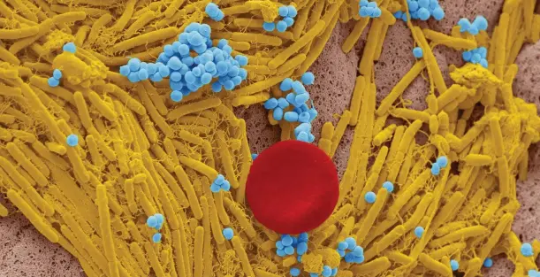  ??  ?? ABOVE: There are around 1,000 species of bacteria living on your skin – seen here are a few of the species (and a red blood cell) found in a swab from someone’s fingertip