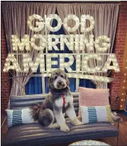  ?? SUBMITTED ?? Bernedoodl­e Finnigan poses on a couch at Good Morning America.
