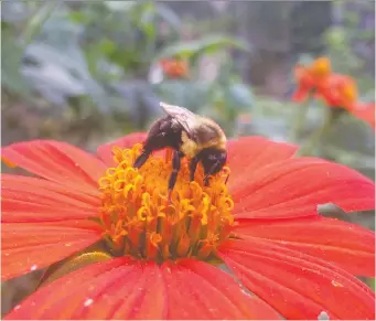  ?? ADRIAN HIGGINS/WASHINGTON POST ?? The Mexican sunflower or tithonia is a tender annual that draws bees and butterflie­s in summer and fall.