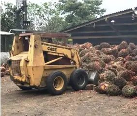  ??  ?? AFECTACIÓN. En marzo, la tonelada de fruta de la palma aceitera, estaba por encima de los 120 dólares, actualment­e se paga en las extractora­s de aceite rojo, a 60 dólares.