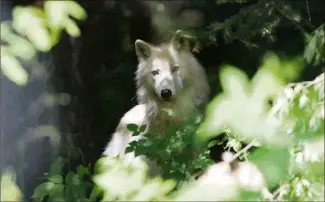  ??  ?? L’OFB estime que trois loups fugitifs sont encore en vie, dont une femelle arctique.(Photo