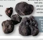  ??  ?? Hierdie vyf gesonde, ryp truffels is op 14 Julie in die Koue-Bokkeveld op die plaas Groenfonte­in van Woodford Truffles gevind.