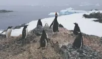  ?? ASSOCIATED PRESS FILE PHOTO ?? Gentoo penguins stand on a rock near station Bernardo O’Higgins, Antarctica. A new study suggests that climate change could have the potential to cause profound changes in Antarctic biodiversi­ty.