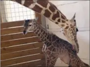  ?? ANIMAL ADVENTURE PARK VIA AP, FILE ?? In this file photo, provided by Animal Adventure Park in Binghamton, N.Y., a giraffe named April licks her new calf.