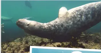  ??  ?? Top right: a young grey seal rubs its back on rocks. The purpose of this behaviour is debated but it could have a social function, or be just a way of getting rid of an itch. Right: a curious adult male nibbles at Ben’s gloved hand.